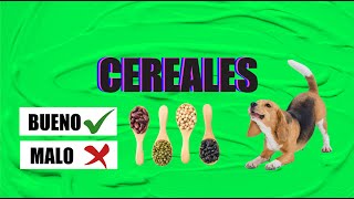 TU PERRO NO PUEDE COMER CEREALES: 5 RAZONES