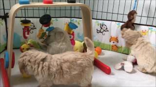 Tamsen 5wks Okefeild Acres Multi Gen Mini Goldendoodle Puppies