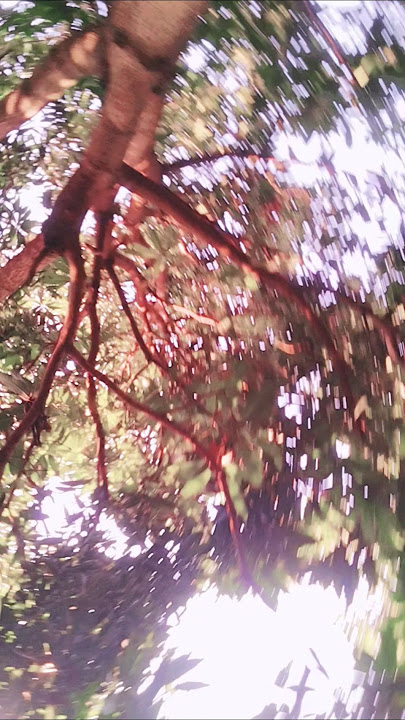 alla kare dil na lage 💞🌹🌿#shortsfeed #bolleywoodsong #youtubeshorts #trendingshorts #arunhits