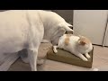 스크래쳐를 처음 선물받은 고양이를 지켜보던 진돗개의 예상치 못한 반응ㅣJindo dog’s first reaction when the cat does scratchers , 강아지