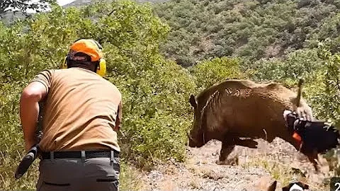 HUNTING WILD BOAR: PART 1 || SEASON 2025 || KHEMISSET - SIDI BOUDARGA || IHIRI SNIPER PRESENTS