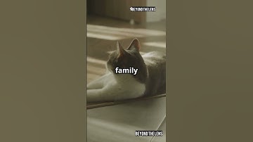 Why Your Cat Stretches When They See You 🐾 (The Secret Language of Love)