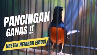 MURAI BATU GACOR FULL ISIAN TEMBAKAN KASAR KRETEKAN GANAS SANGAT AMPUH MEMANCNG EMOSI MURAI BATU