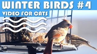 Bird Video For Cats: Winter Birds #4 - Finch, Sparrows, Cardinals, Woodpecker, Chickadee.