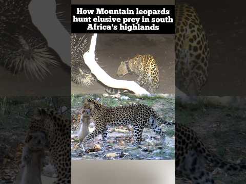 How Mountain Leopards Hunt Elusive Prey In South Africa S Cape Highlands