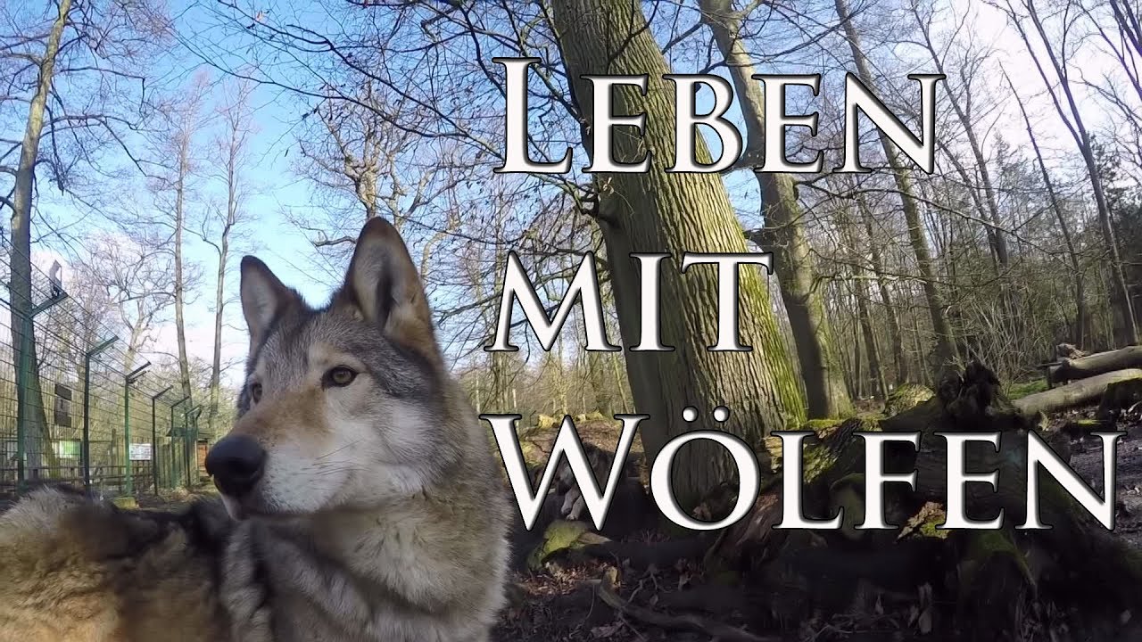 Leben Mit Wolfen In Niedersachsen Inter Act