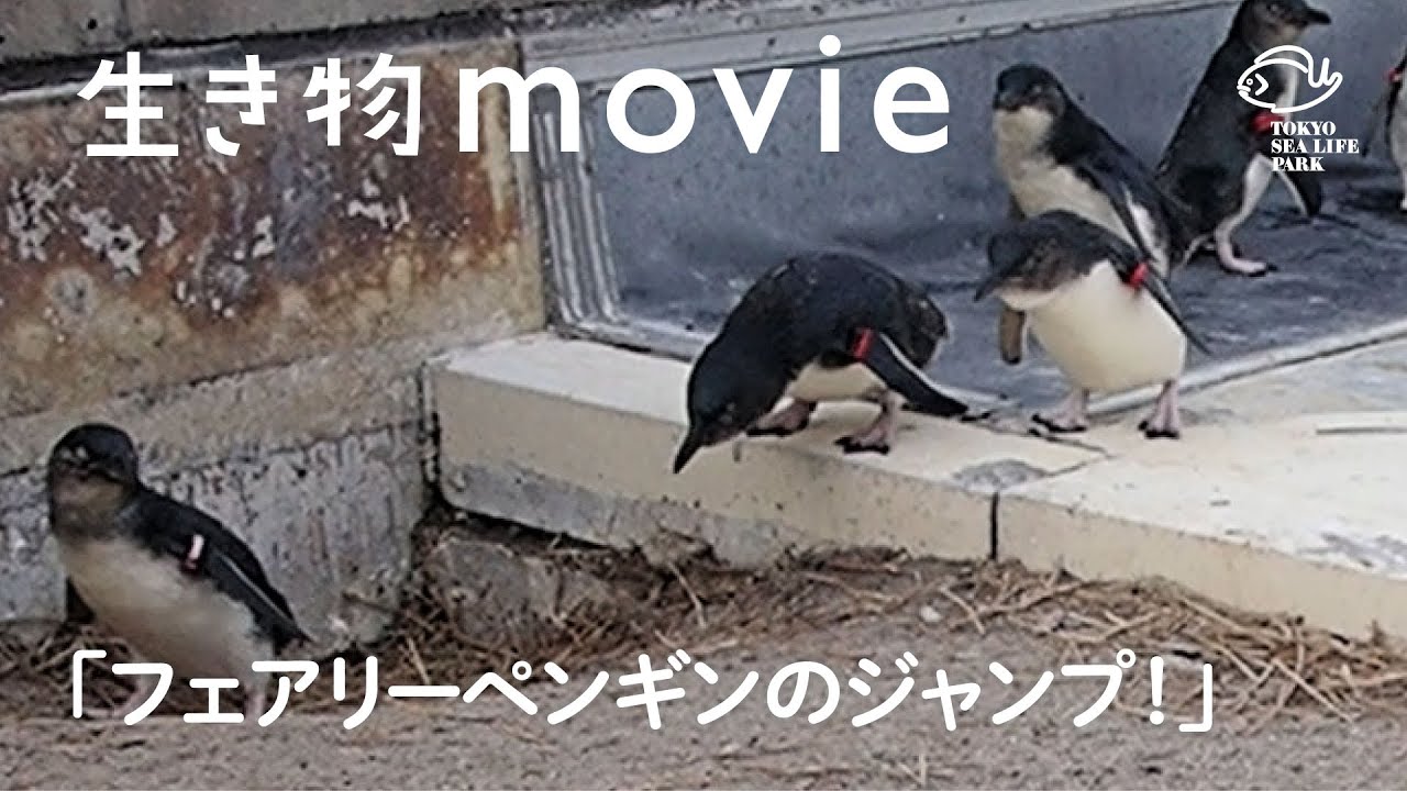 フェアリーペンギンのジャンプ 生き物movie Youtube