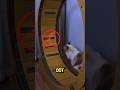 “The Red Dot Hunting cat” #shorts #bulun #cute
