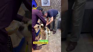 Vaccination of Saint Bernard #saintbernarddog #dogvaccine #dog