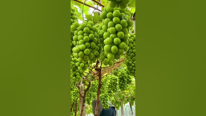 Kebun Anggur Shine Muscat yang Luar Biasa