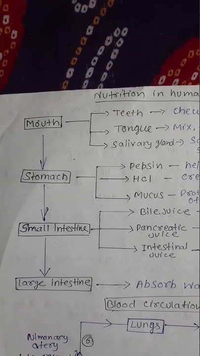 nutrition in human being mind map of class 10 life process #mindmaps ...