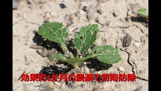 発芽後の紹介と農薬初期防除他etc【家庭菜園・四国4月中旬】