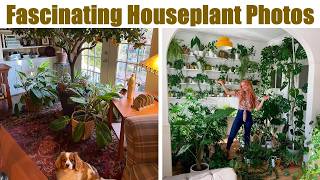 Download Lagu Fascinating Houseplant Photos That Will Make You Say 'Wow' MP3 Download Lagu Fascinating Houseplant Photos That Will Make You Say 'Wow' MP3