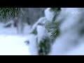 В тиши снегов | С любовью к русской природе