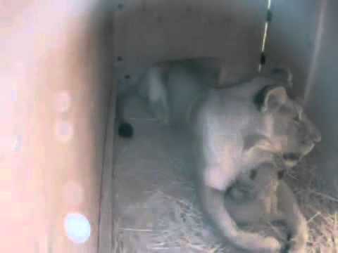 African Lion Cub Three Weeks Old Sacramento Zoo