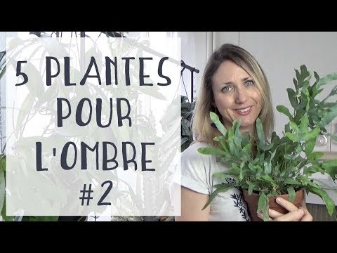 Vídeo: Plantes D'interior A L'ombra