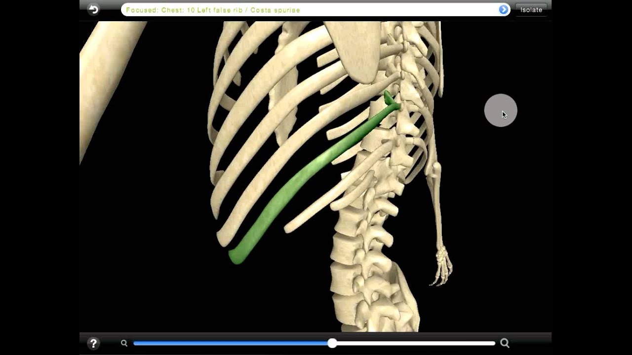 Skeleton - Chest - YouTube