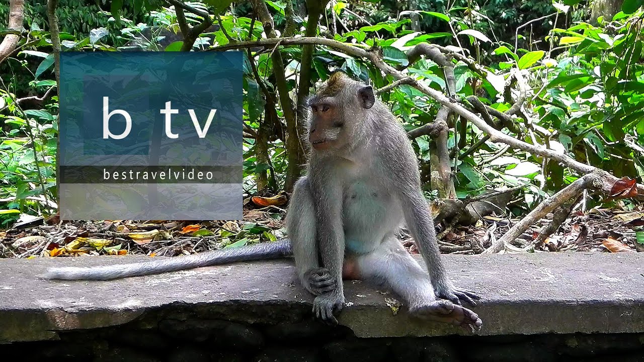 Best of Bali: Ubud Monkey Forest. Sacred Monkey Forest Sanctuary
