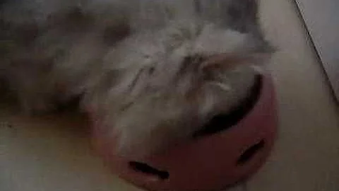 Video 11848581: cat chinchilla, chinchilla baby