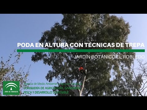 Poda en altura
