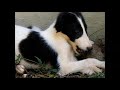 Borzoi puppy days