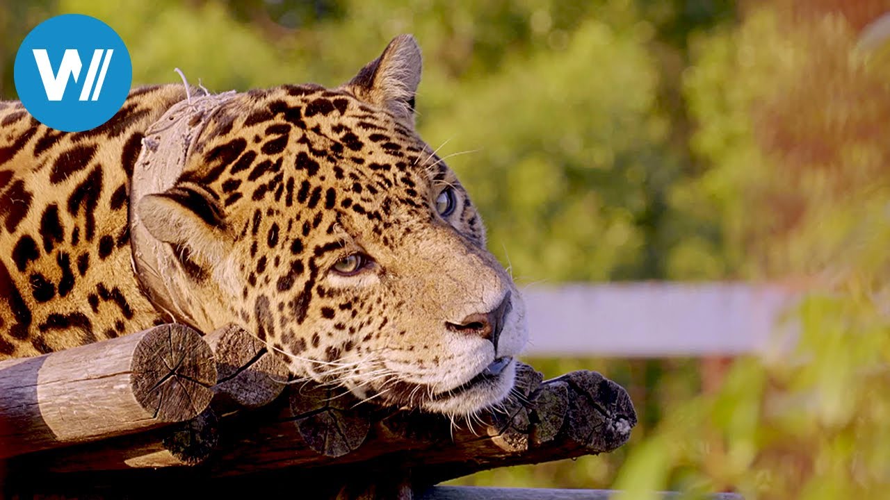 Wie werden schwarze Jaguare geboren?