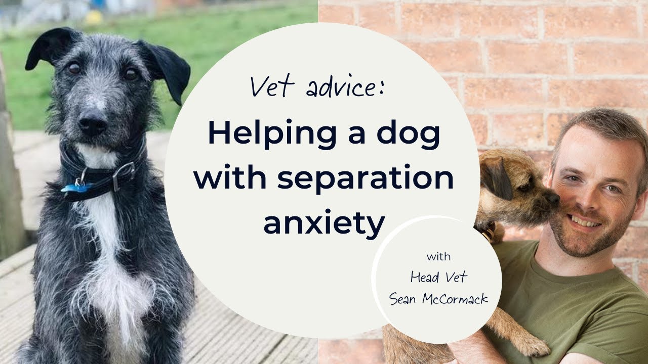 Helping a dog with separation anxiety YouTube