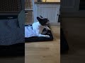 Od Dosade Nezna Sta Ce Luy French Bulldog Od Dosade Nezna Sta Ce Luy French Bulldog