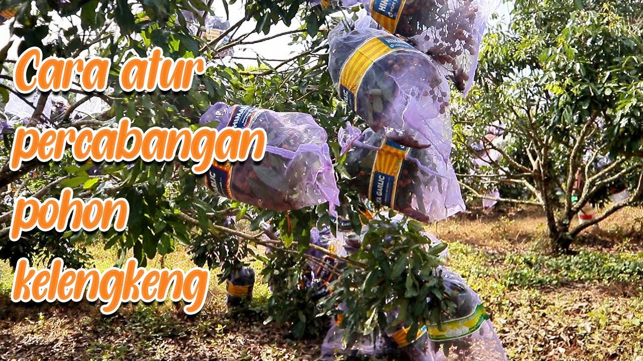 Cara atur percabangan pohon lengkeng #adyrajalengkeng  #lengkeng  #itohsuper  #newkristal