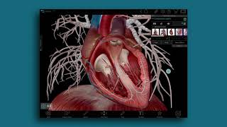 Visible Body | Three Ways to Teach the Conduction System in 3D screenshot 5