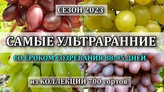 СЕЗОН 2023 КАКИЕ СОРТА САМЫЕ РАННИЕ в коллекции из 700 сортов винограда