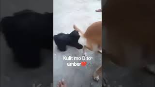 missyouamber #missyou #missingdog viradoog