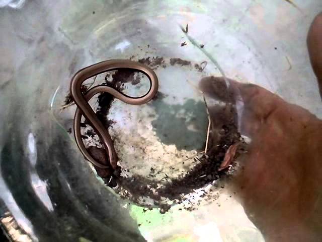 Медянка (Веретенница (Веретеница) ломкая)