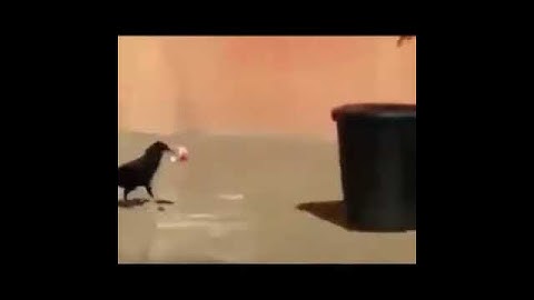 A crow is trying to put the Garbage in the dustbin