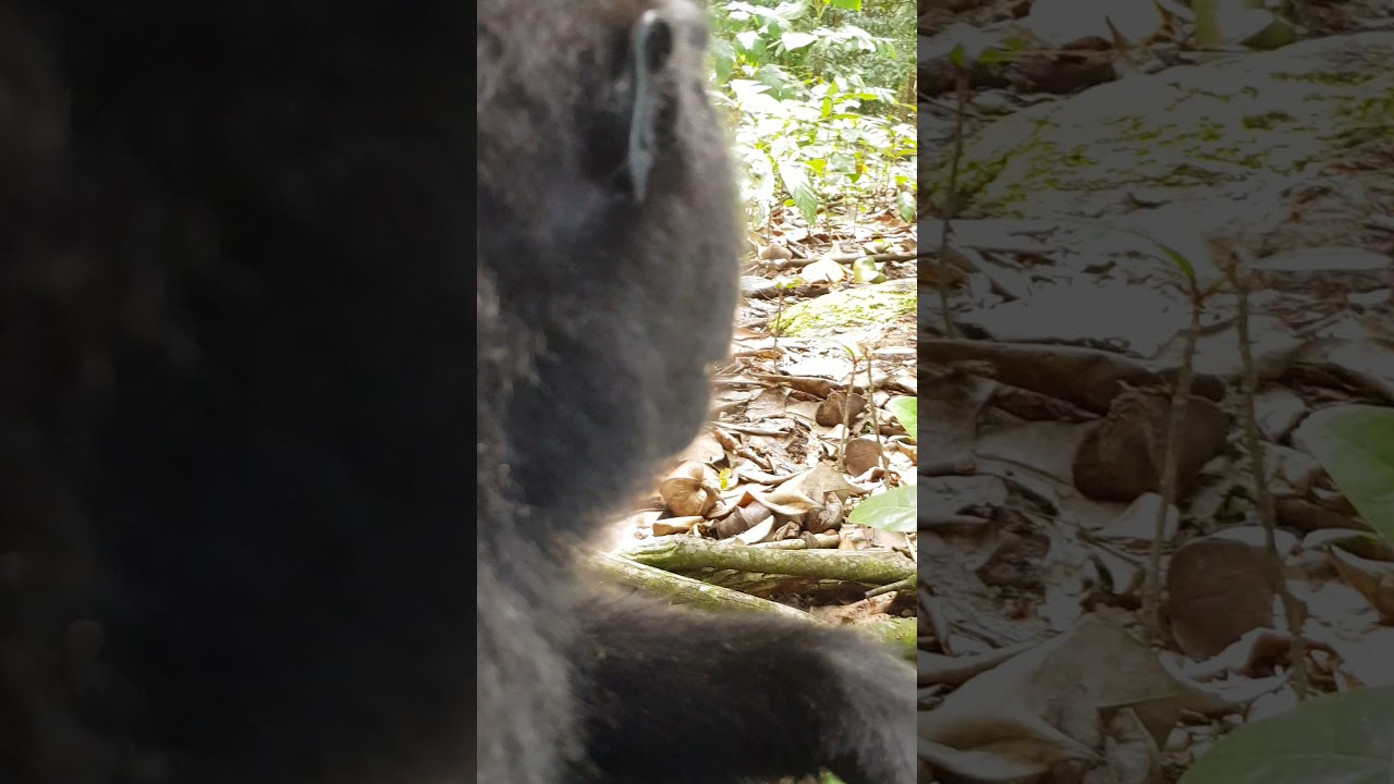 UP CLOSE AND PERSONAL WITH YAKI - MINAHASA CRESTED MACAQUE (Macaca nigra).