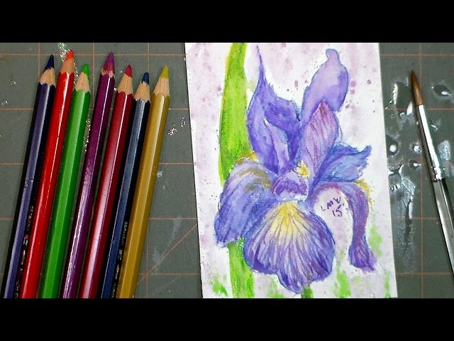 Original Blue Iris Drawing in Colored Pencil , Flower Portrait 