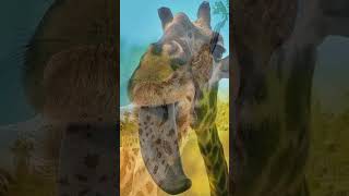 У жирафа такой длинный язык, что он может делать им всякое...