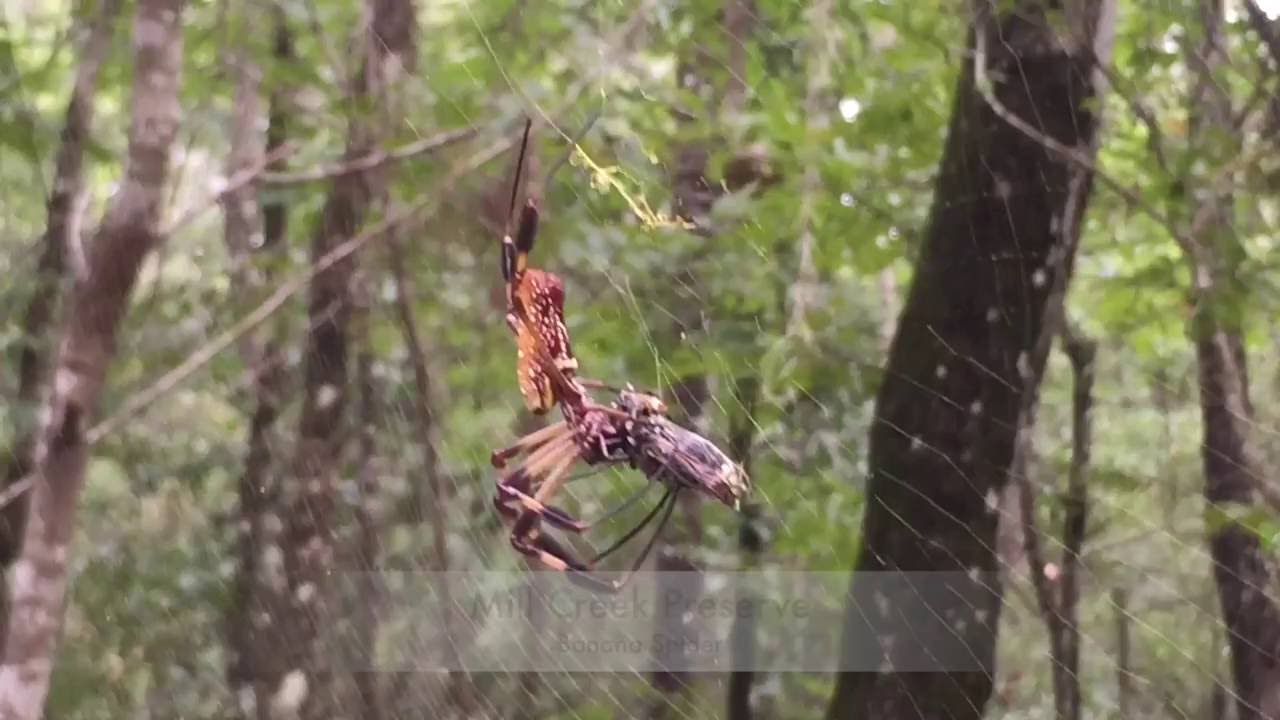 Banana Spider At Mill Creek Preserve Youtube