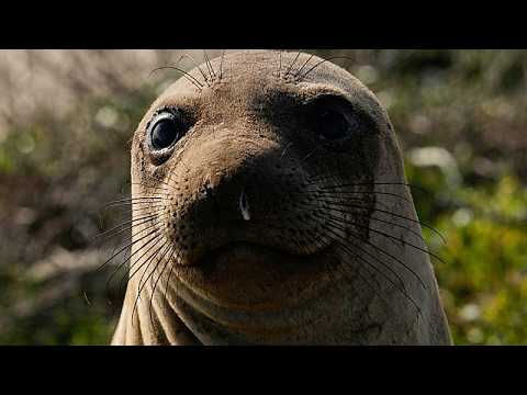 Unexpected beach guest: Elephant seal draws crowds in Rio