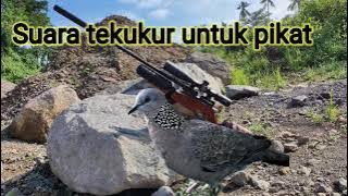 SUARA TEKUKUR  PIKAT BERSIH DURASI PANJANG COCOK UNTUK BERBURU