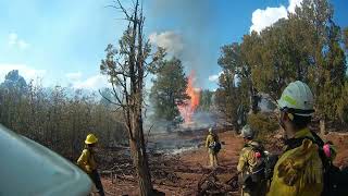 Juniper tree torching