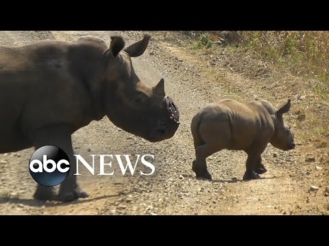 Combating Rhino Poaching in Africa with Drones