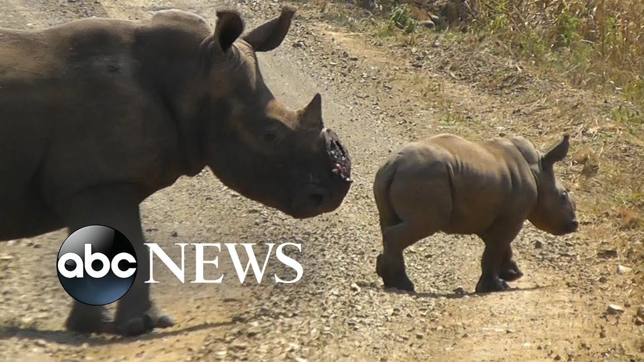 Combating Rhino Poaching in Africa with Drones