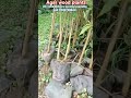 #homeplants Agar wood plants available plants height 1 feet to 4 feet available call 7002728844