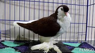 lahore pigeon red male yellow female not sale