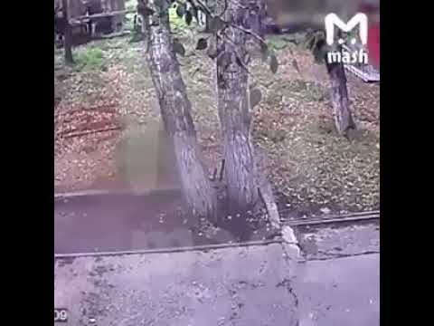 В Иркутске медведь отгрыз пьяному мужчине руку
