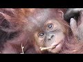 Baby Orangutan POPO 33 - 7 and half Months Old