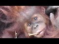 Baby Orangutan POPO 33 - 7 and half Months Old