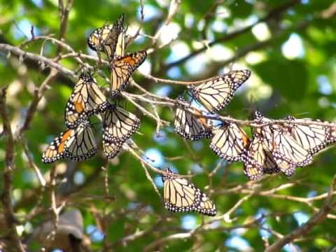 Monarchs at Headlands Dunes State Nature Preserve