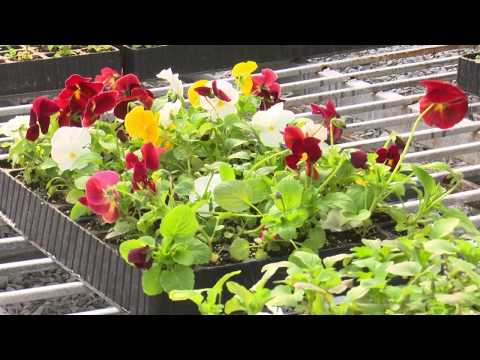 24.10.2017 რუსთავის სკვერებსა და პარკებში არსებულ კლუმბებში სეზონური ყვავილები ირგვება